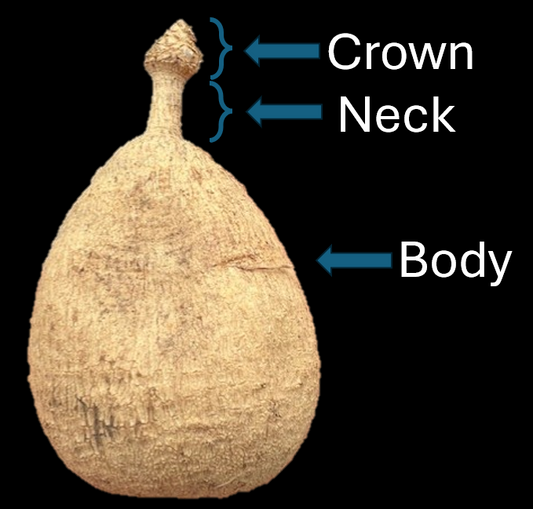 TUBER ANATOMY 101