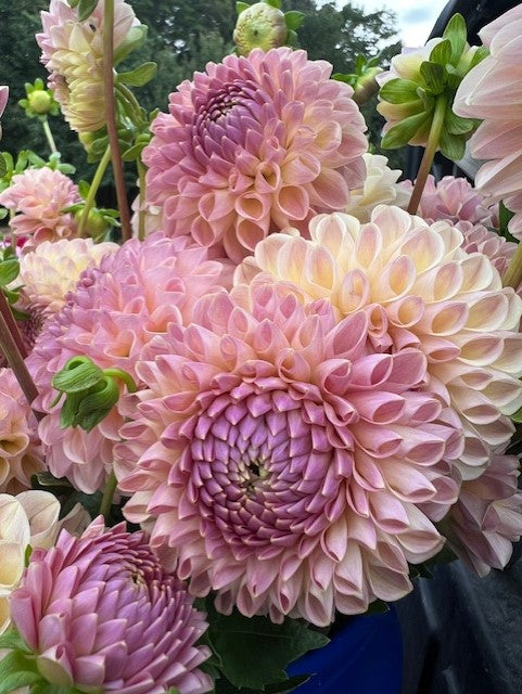 Clearview Peachy Dahlia