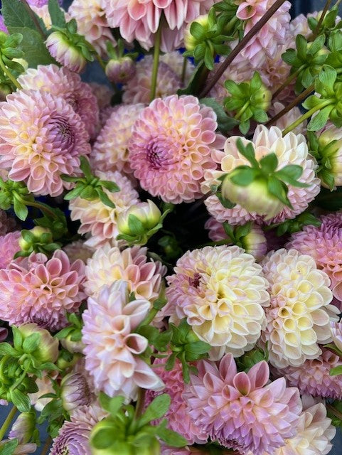 Clearview Peachy Dahlia