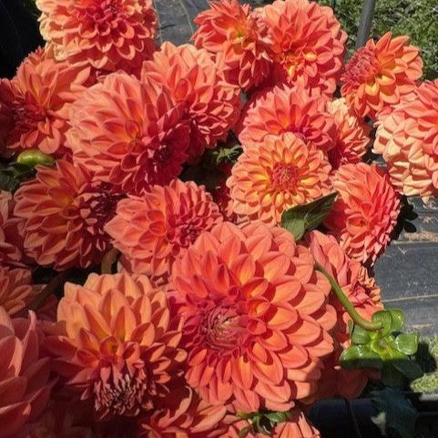 Ferncliff Apricot