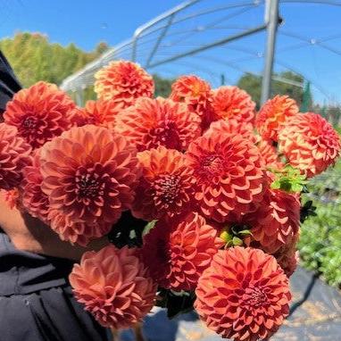 Ferncliff Apricot