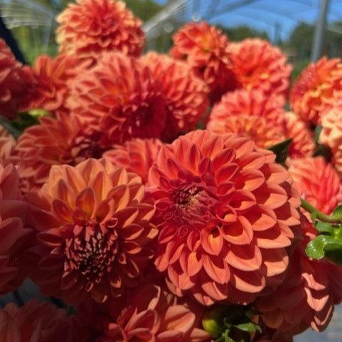 Ferncliff Apricot