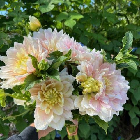 Breakout Dahlia