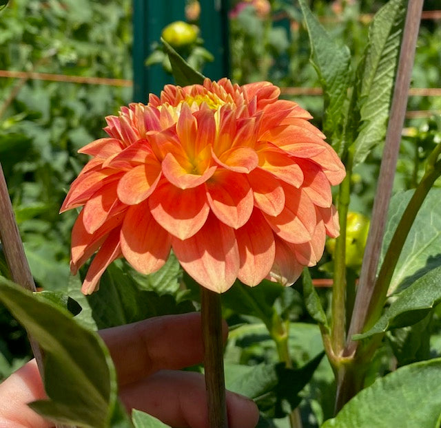 Camano Buz Dahlia