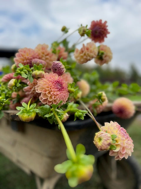 Clearview Peachy Dahlia