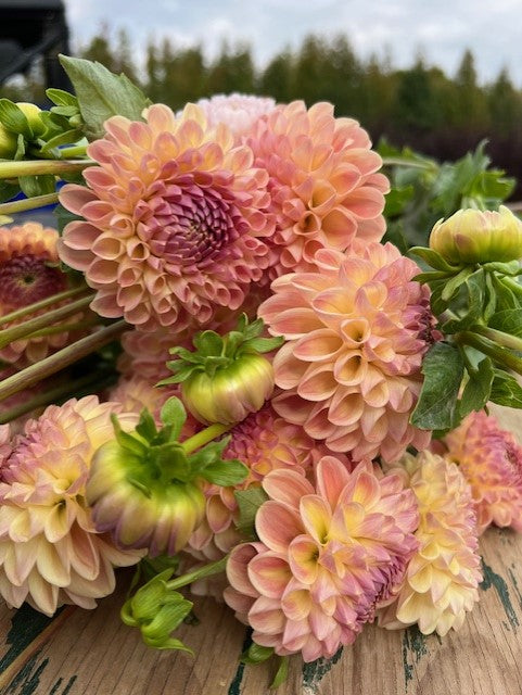 Clearview Peachy Dahlia