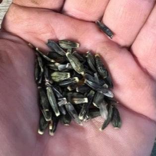 Seed Option 1: Peaches N Cream Seed Parent