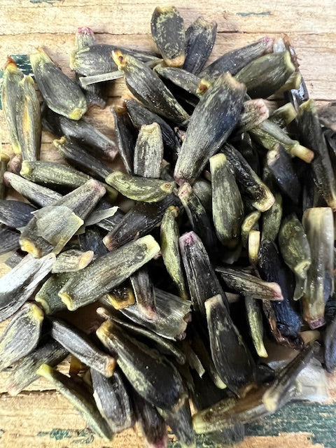 Seed Option 2: Mission Gypsy Seed Parent