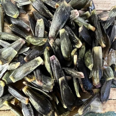 Seed Option 3: Ferncliff Ebony Seed Parent