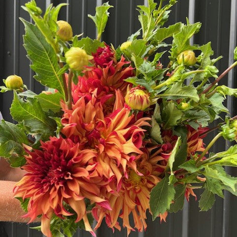 Erpeler Ley Dahlia