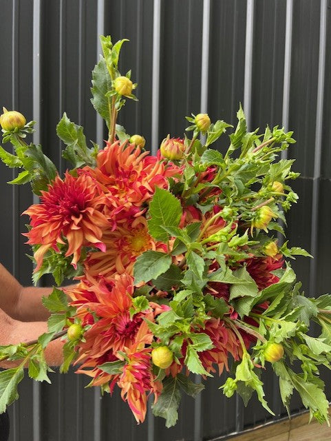 Erpeler Ley Dahlia