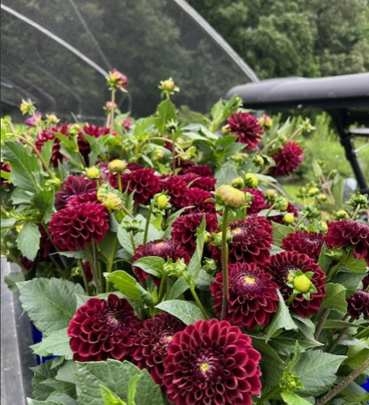 Seed Option 3: Ferncliff Ebony Seed Parent