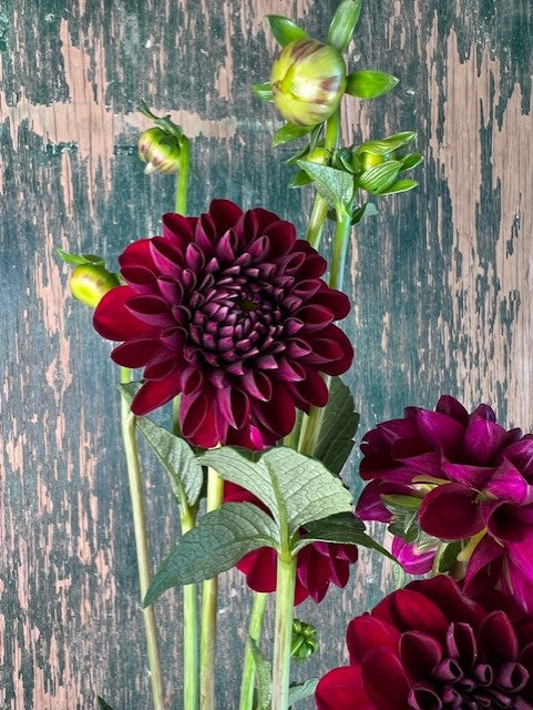 Gypsy Night Dahlia