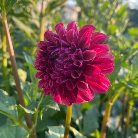 Seed Option 2: Mission Gypsy Seed Parent