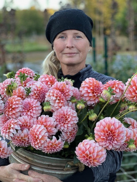 Seed Option 1: Peaches N Cream Seed Parent