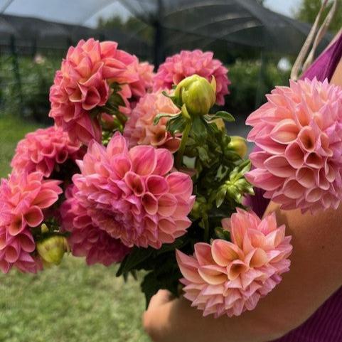 Robin Hood Dahlia
