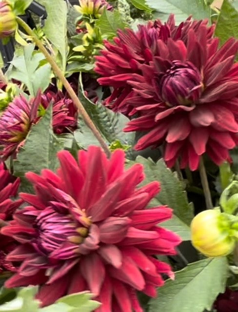 This dahlia is <span style="text-decoration: underline;">incredibly</span> underrated. It is a favorite of mine and has a silvery sheen to the stem. It is vigorous and slightly smaller than the Hollyhill varieties. I love it. Beautiful burgundy; large 4" flowers.