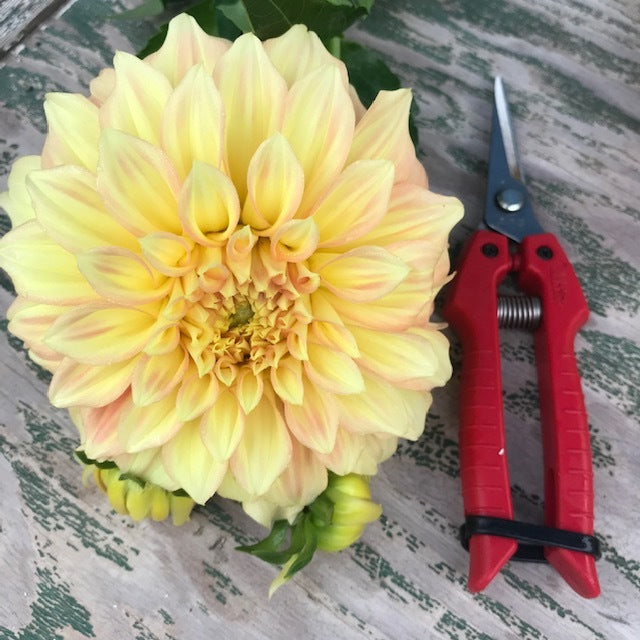 Bracken Sarah Dahlia