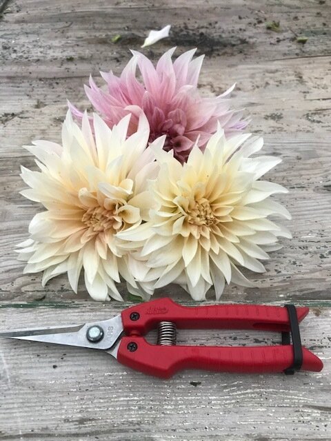 Cafe au Lait Dahlia
