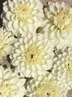 Blizzard Dahlia