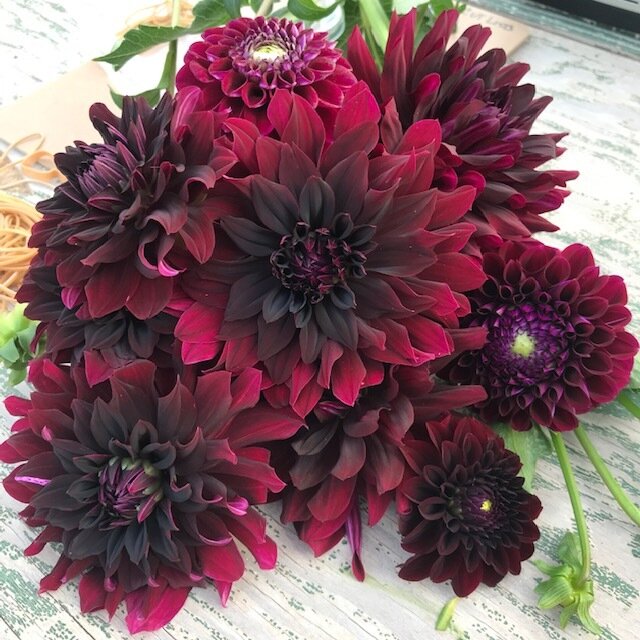 Hollyhill Black Beauty