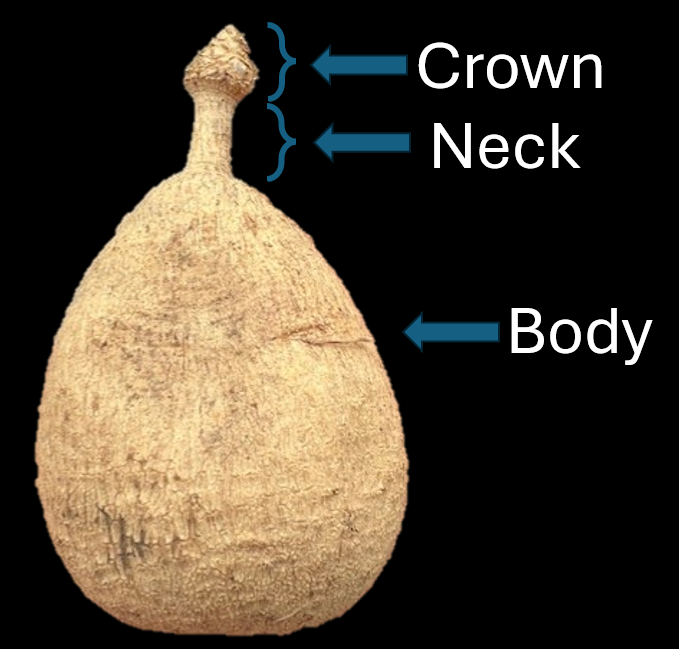 TUBER ANATOMY 101