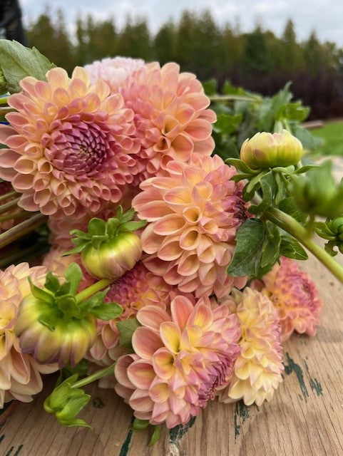 Clearview Peachy Dahlia