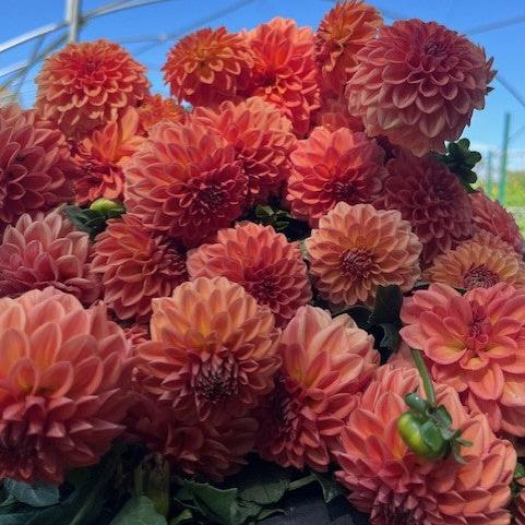 Ferncliff Apricot