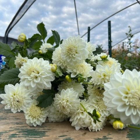Blizzard Dahlia