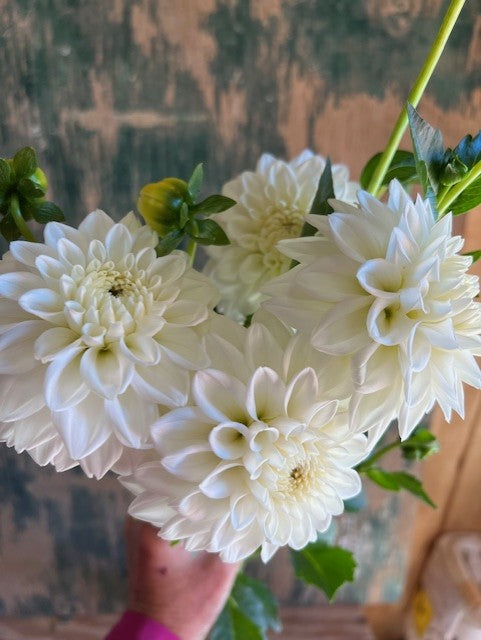 Blizzard Dahlia