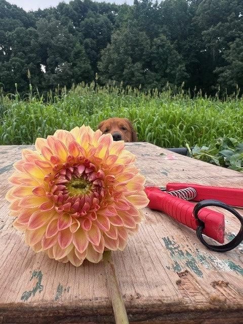 Blyton Softer Gleam Dahlia