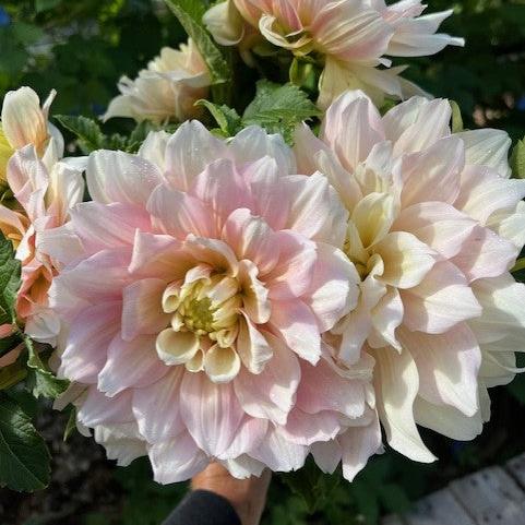 Breakout Dahlia