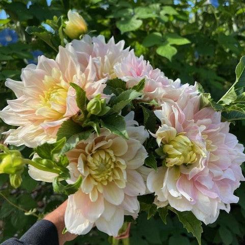 Breakout Dahlia