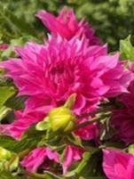 Cafe Rose Dahlia