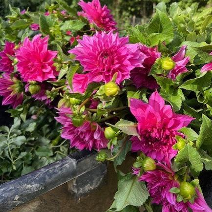 Cafe Rose Dahlia