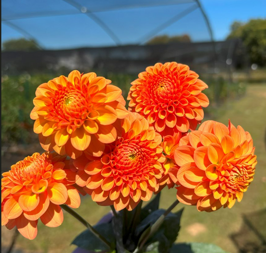 Camano Buz Dahlia