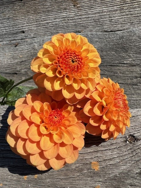 Camano Buz Dahlia