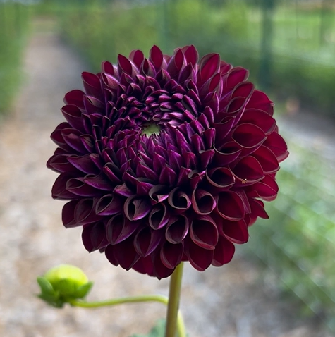 Chimacum Troy Dahlia
