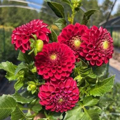 Cornel Dahlia