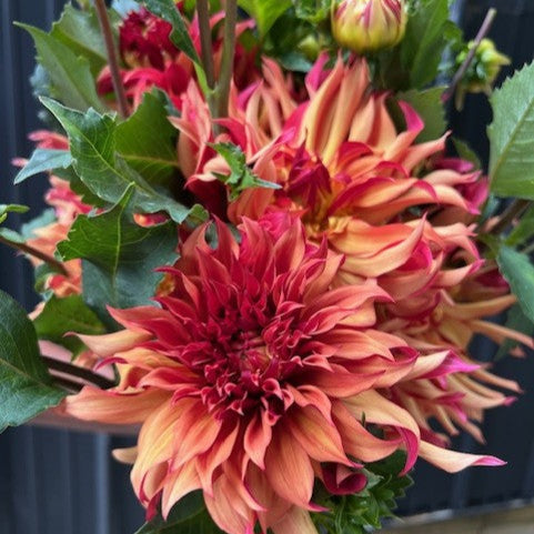 Erpeler Ley Dahlia