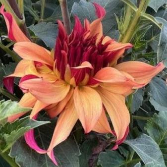 Erpeler Ley Dahlia