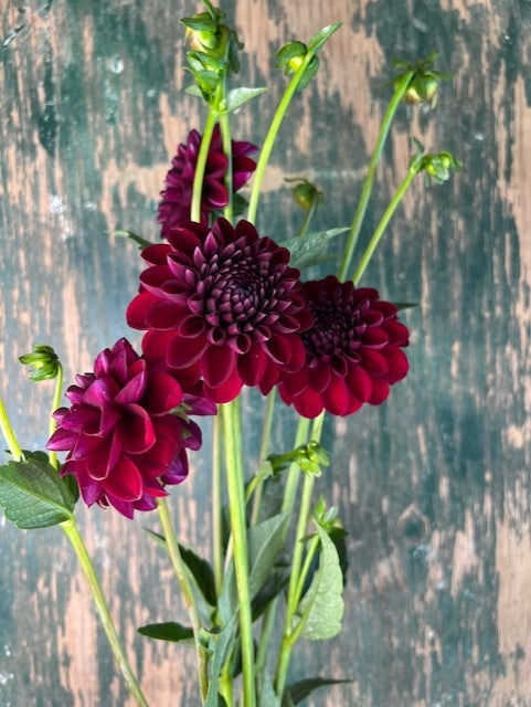 Gypsy Night Dahlia