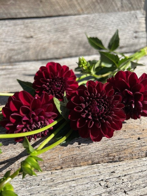 Gypsy Night Dahlia