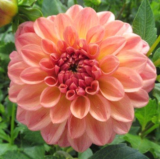 Lark's Ebbe
