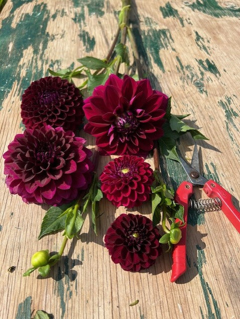 Chimacum Troy Dahlia