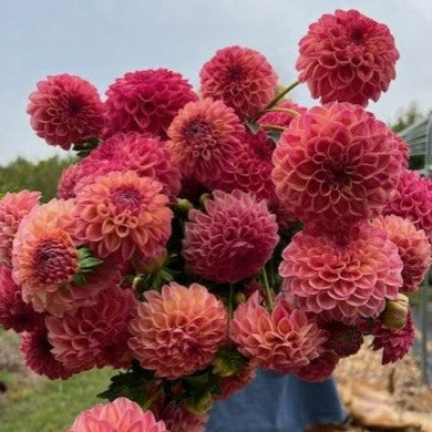 Robin Hood Dahlia