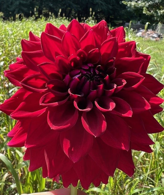 Tahoma Velvet