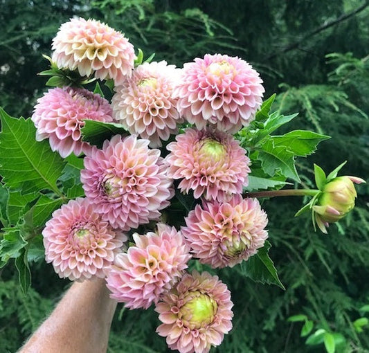 Bracken Rose Dahlia