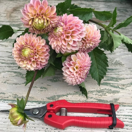 Bracken Rose Dahlia