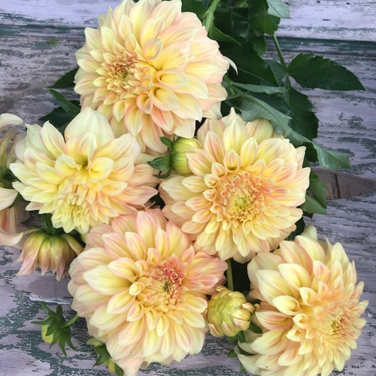 Bracken Sarah Dahlia
